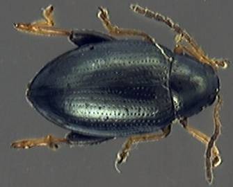 Psylliodes cuprea